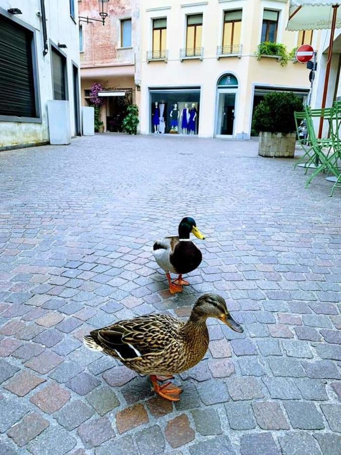 La Petite Maison Treviso Bagian luar foto